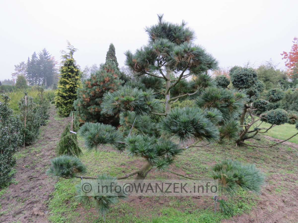 Pinus strobus Radiata - Bonsai 01a.JPG